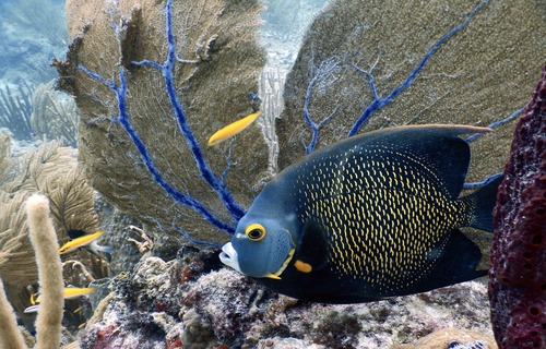 Ocean diving