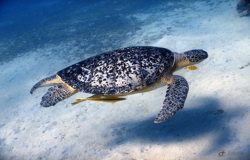 Cozumel