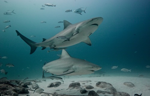 Ocean diving